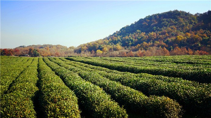 杭州鹿柴客栈漫画馆写作阁楼房