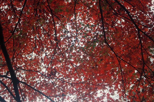 【图】灵隐寺周边地中海风情独栋小别墅_西湖